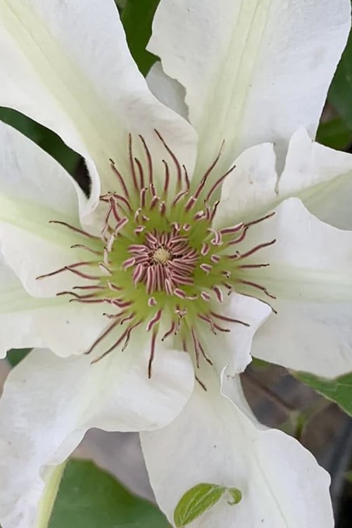 Kitty Clematis - 1 Gallon Pot