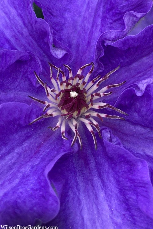 Lindsay Clematis - 1 Gallon Pot
