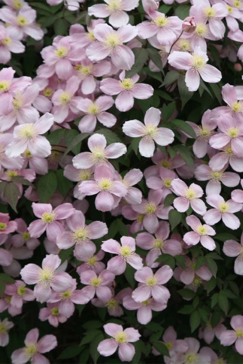 Montana Rubens Clematis - 1 Gallon Pot