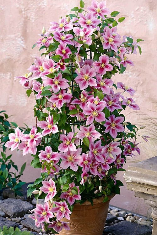 Piilu Clematis (Little Duckling) - 1 Gallon Pot