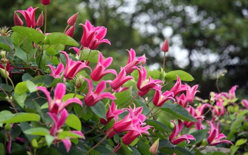 Princess Diana Clematis - 1 Gallon Pot