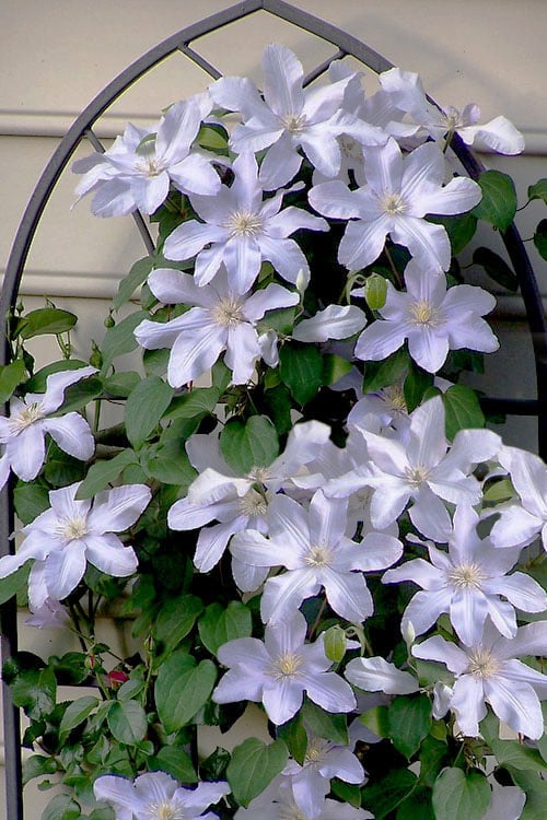Silver Moon Clematis - 1 Gallon Pot