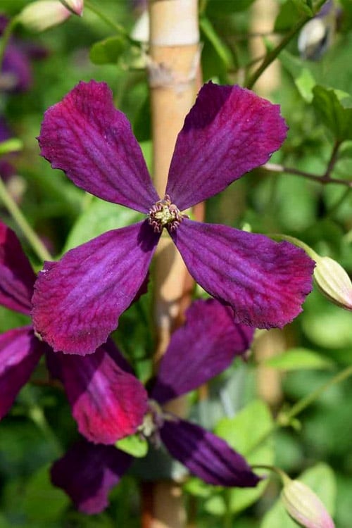 Sweet Summer Love Clematis - 1 Gallon Pot