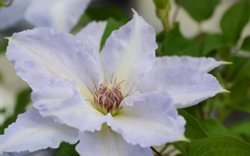 Tranquilite Clematis - 1 Gallon Pot