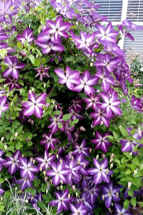 Venosa Violacea Clematis - 1 Gallon Pot