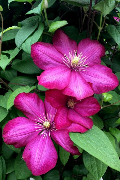 Ville De Lyon Clematis - 1 Gallon Pot