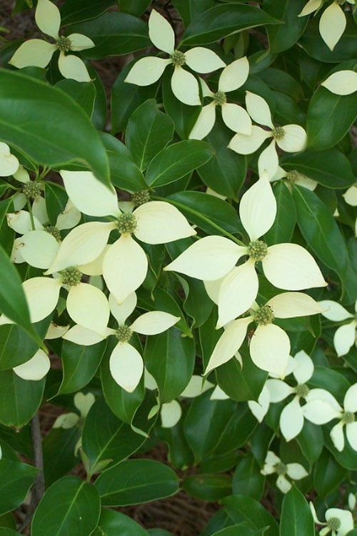 Bernice Evergreen Dogwood Tree (Cornus Angustata) - 2 Gallon Pot