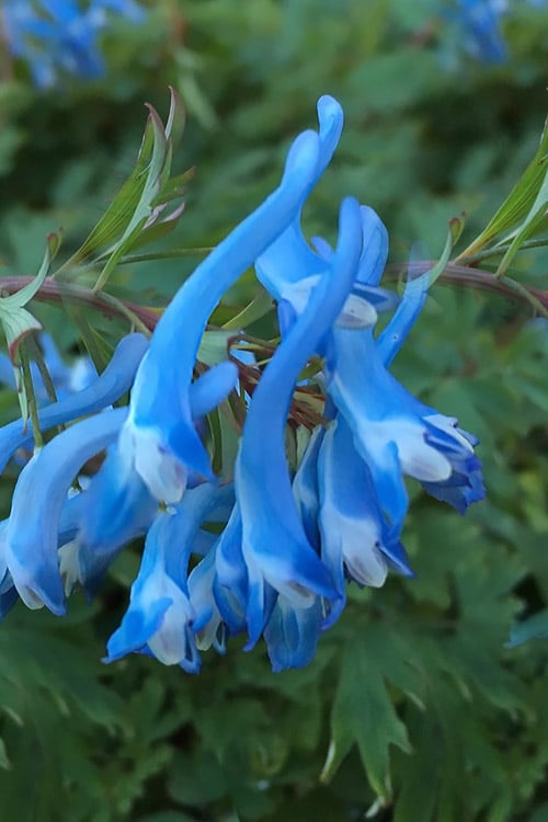 Hillier Porcelain Blue Corydalis - 1 Gallon Pot