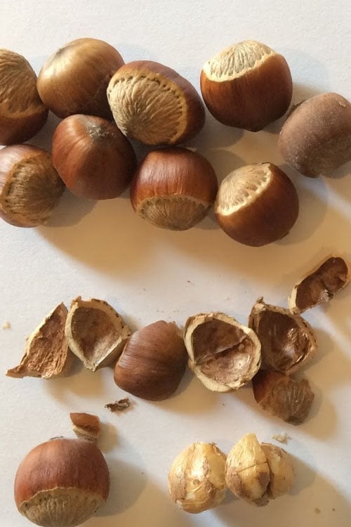 American Hazelnut (Filbert) - 1 Gallon Pot