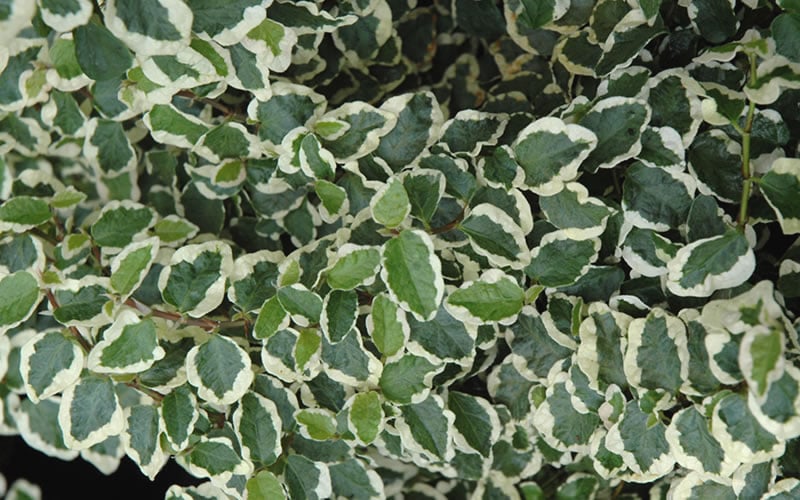 Variegated Creeping Fig - Ficus Pumila 'Variegata' - 6 Pack Of Pint Pots