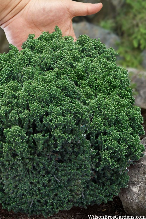 Dragon Warrior Cryptomeria - 3 Gallon Pot