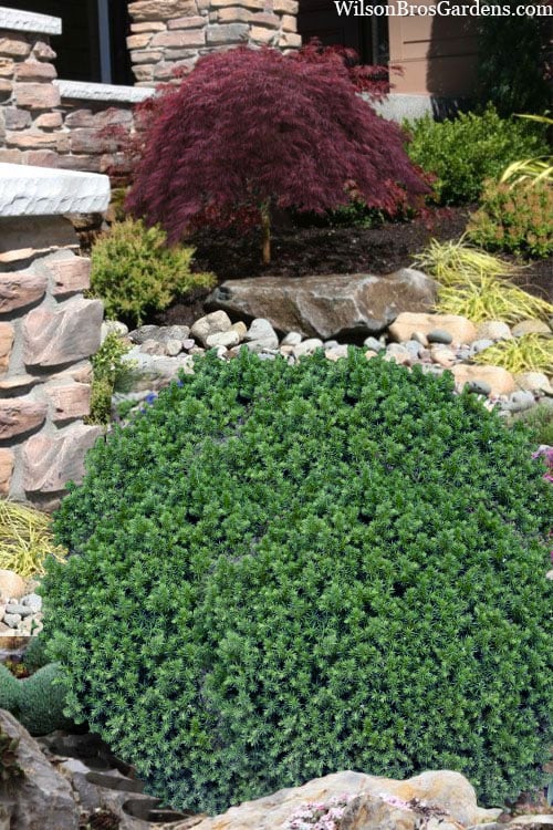Vilmorin's Dwarf Cryptomeria (Japanese Cedar) - 1 Gallon Pot
