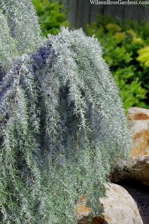 Raywood Weeping Arizona Cypress - 6 Gallon Pot