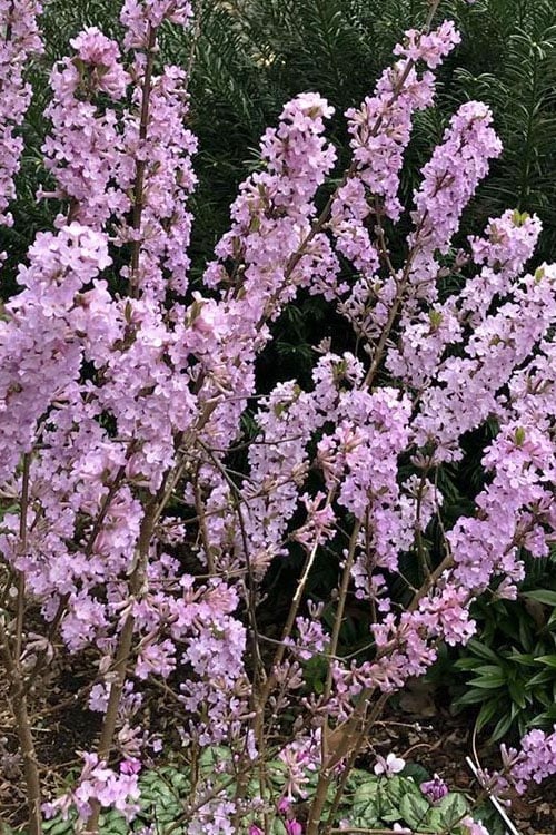 Lilac Daphne (Daphne Genkwa) - 2 Gallon Pot