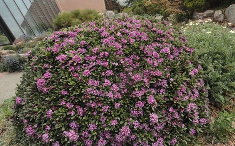 Lawrence Crocker Dwarf Daphne - 1 Gallon Pot