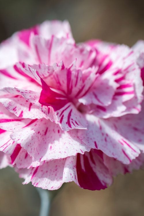 Pinball Wizard Dianthus - 1 Gallon Pot