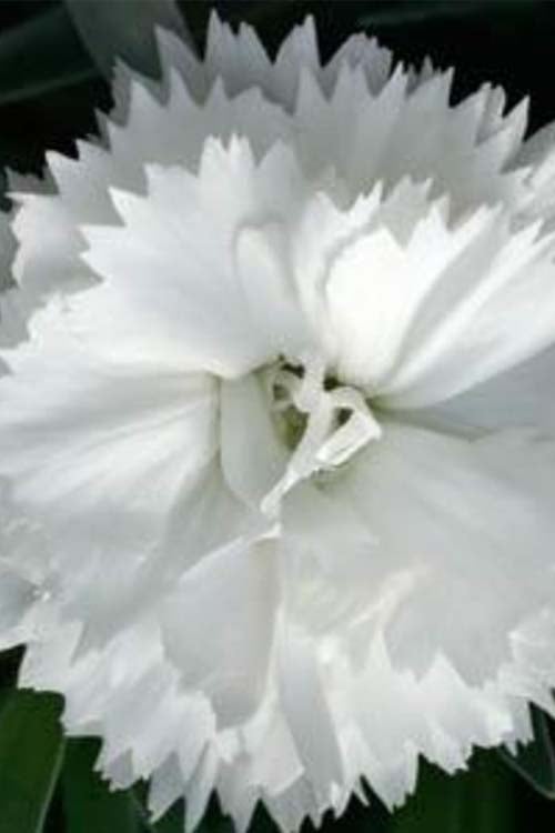 Super Trouper White Dianthus - 5 Pack Of Quart Pots