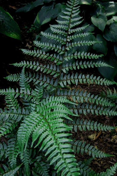 Champions Wood Fern (Dryopteris Championii) - 1 Gallon Pot