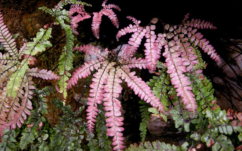 Rosy Pink Maidenhair Fern (Adiantum Hispidulum) - 1 Gallon Pot
