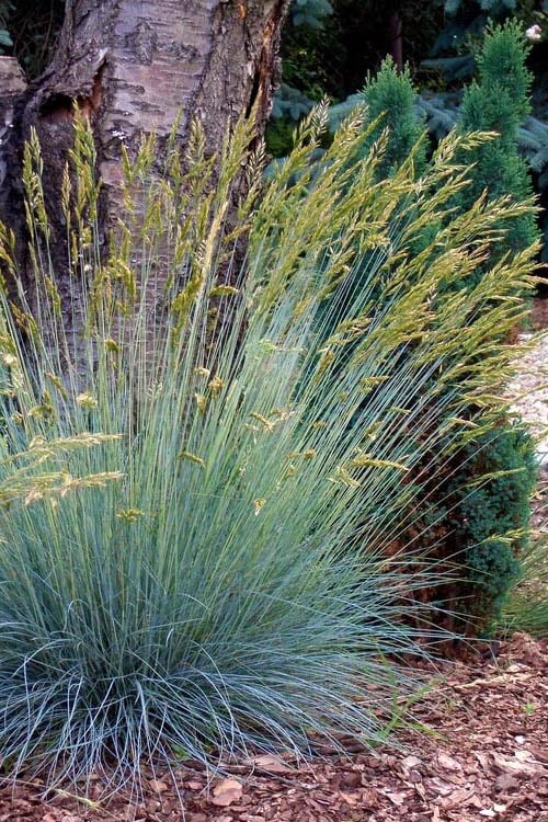 Blue Fescue Grass (Festuca Glauca) - 5 Pack Of Quart Pots
