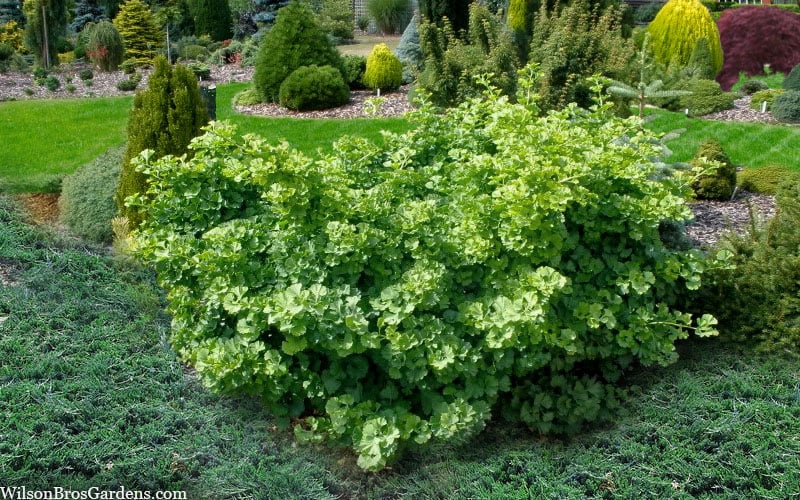 Mariken Dwarf Ginkgo Tree - 2 Gallon Pot