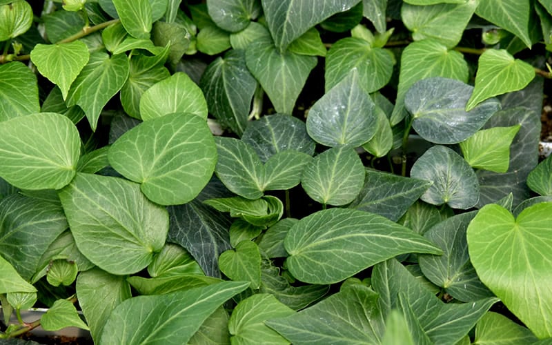 Teardrop Ivy (Hedera Helix) - 5 Pack Of Pint Pots