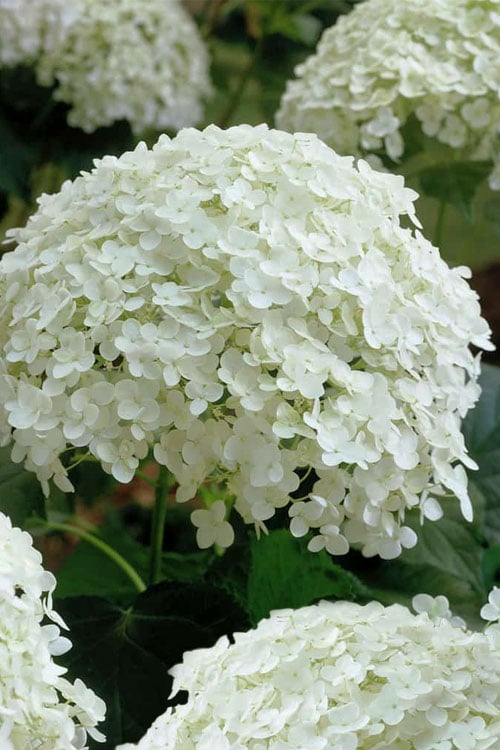 Annabelle Hydrangea - 3 Gallon Pot