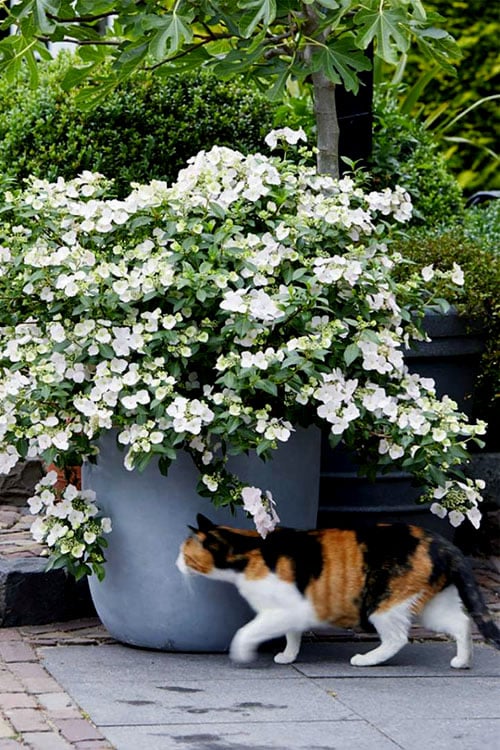 Fairytrail Bride Cascade Hydrangea - 1 Gallon Pot
