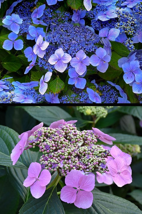 Blue Wave Lacecap Hydrangea - 3 Gallon Pot