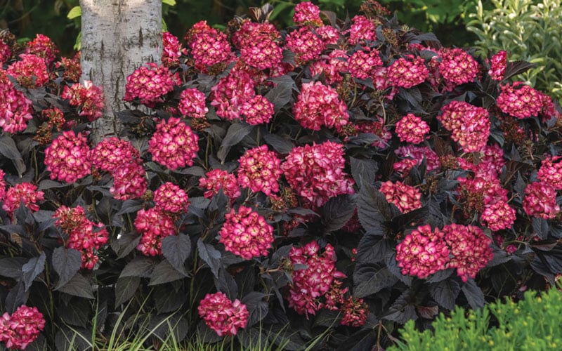 Eclipse Bigleaf Hydrangea - 3 Gallon Pot
