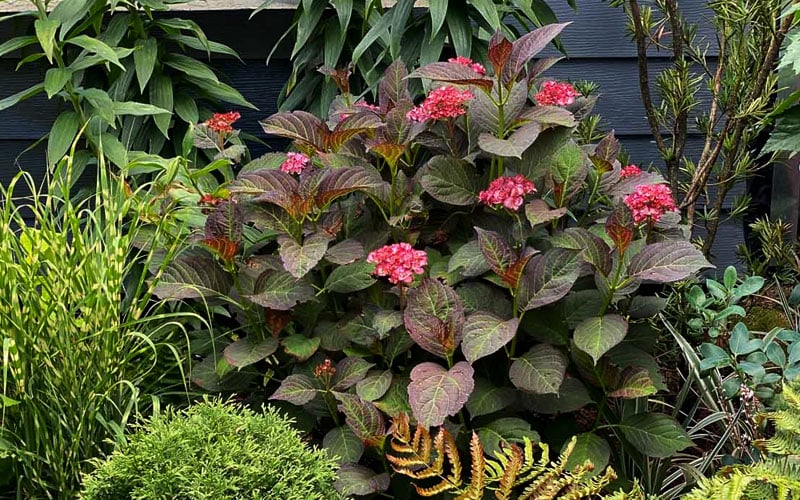 Miss Saori Hydrangea - 1 Gallon Pot
