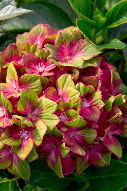 Pistachio Hydrangea - 5 Gallon Pot