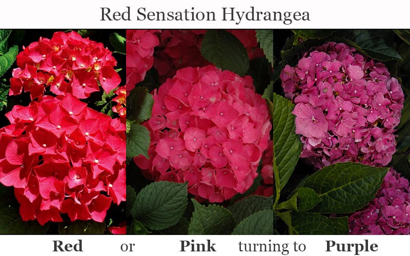 Red Sensation Hydrangea - 3 Gallon Pot