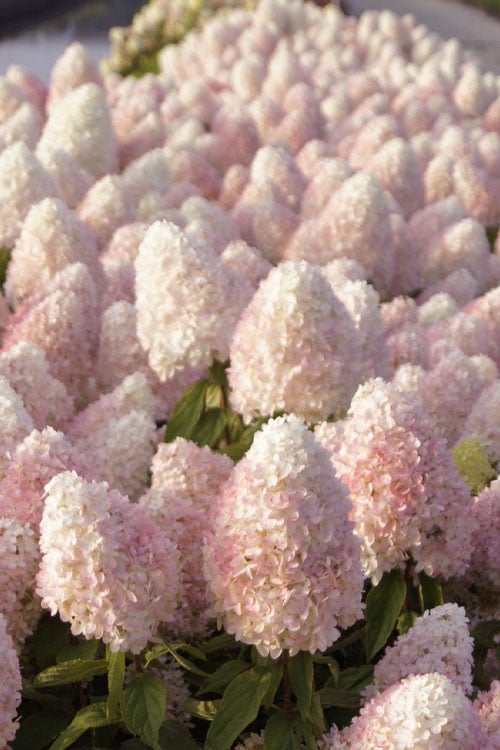Sweet Summer Panicle Hydrangea - 3 Gallon Pot