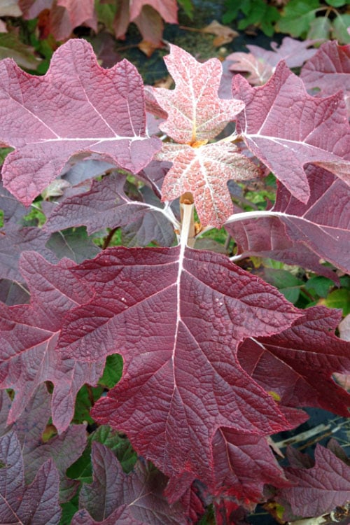 Gatsby Pink Oakleaf Hydrangea - 3 Gallon Pot