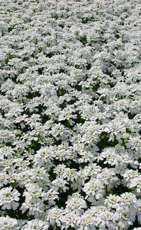 Alexander's White Candy Tuft (Iberis) - 1 Gallon Pot