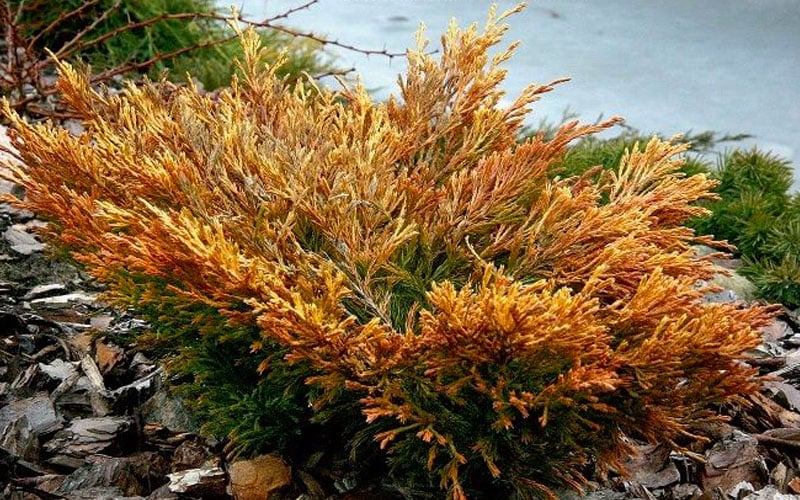 Limeglow Golden Andorra Compact Juniper - 3 Gallon Pot