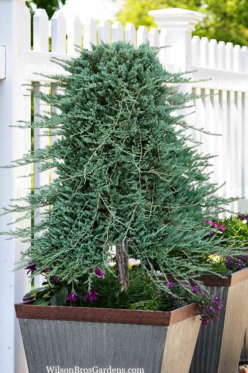 Blue Rug Juniper Tree Form Topiary - 3 Gallon Pot