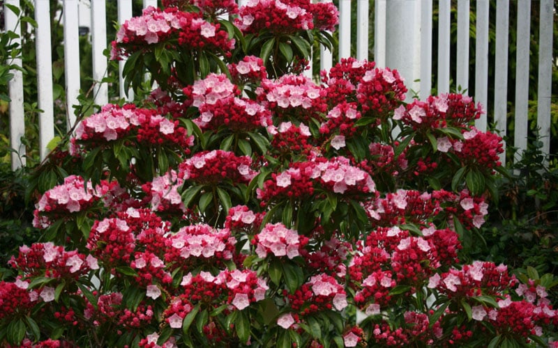 Olympic Fire Mountain Laurel (Kalmia Latifolia) - 2 Gallon Pot