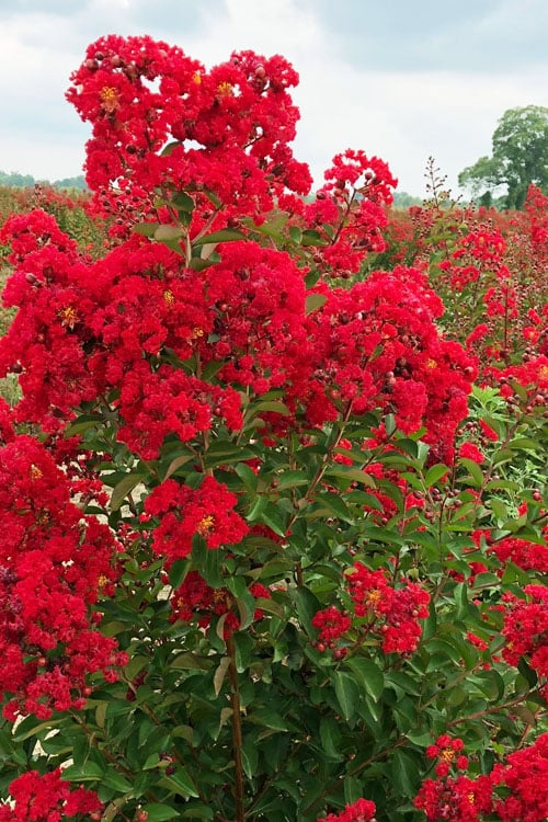 Ruffled Red Magic Crape Myrtle (Multi Trunk) - 7 Gallon Pot