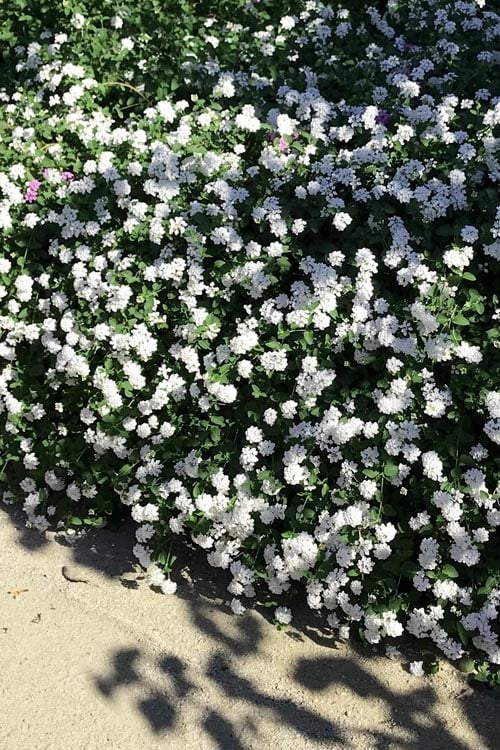 Trailing White Lantana - 5 Pack Of Pint Pots