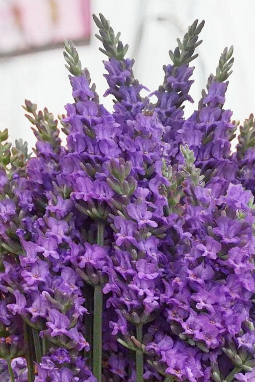 Sensational Lavender - 1 Gallon Pot