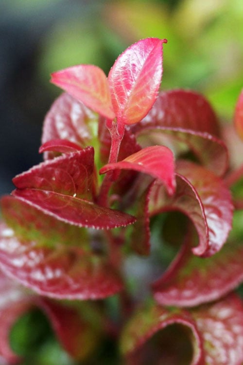 Twisting Red Leucothoe (Fetterbush) - 2 Gallon Pot