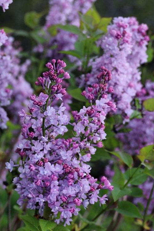 Scentara Double Blue Lilac - 3 Gallon Pot