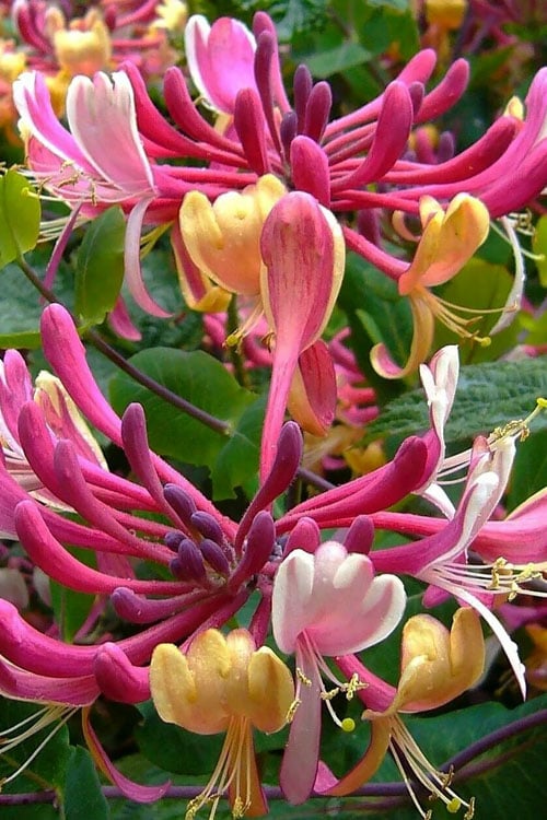 Serotina Fragrant Honeysuckle Vine - 1 Gallon Pot