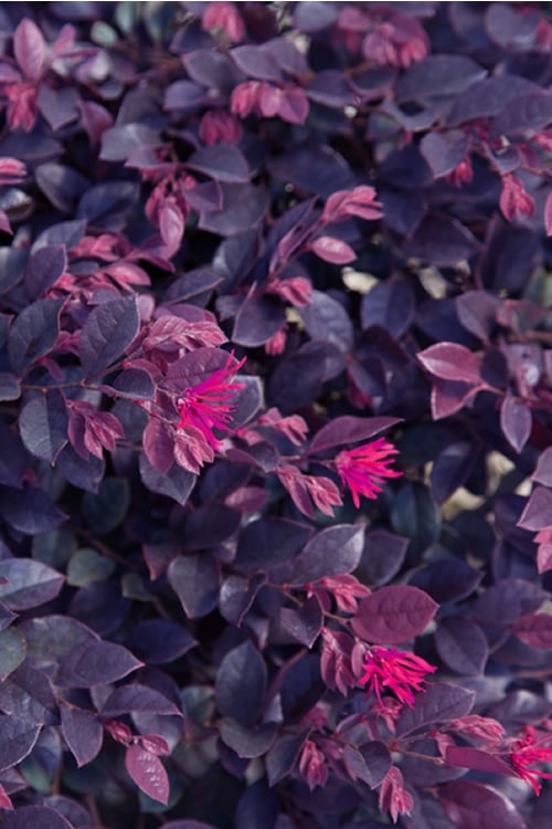 Purple Daydream Dwarf Loropetalum - 3 Gallon Pot