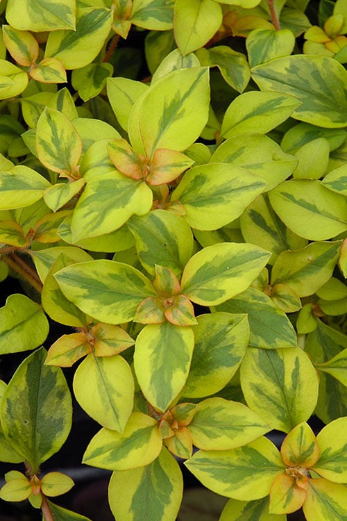 Waikiki Sunset Lysimachia - 5 Pack Of Quart Pots