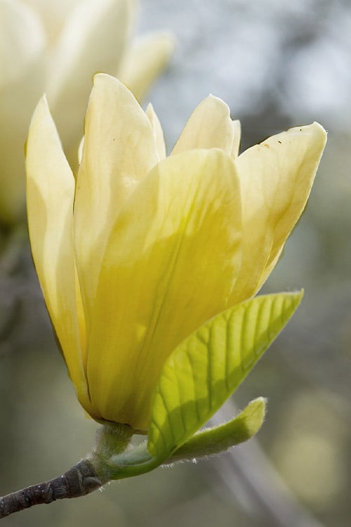 Elizabeth Magnolia (Tulip Tree) - 5 Gallon Pot