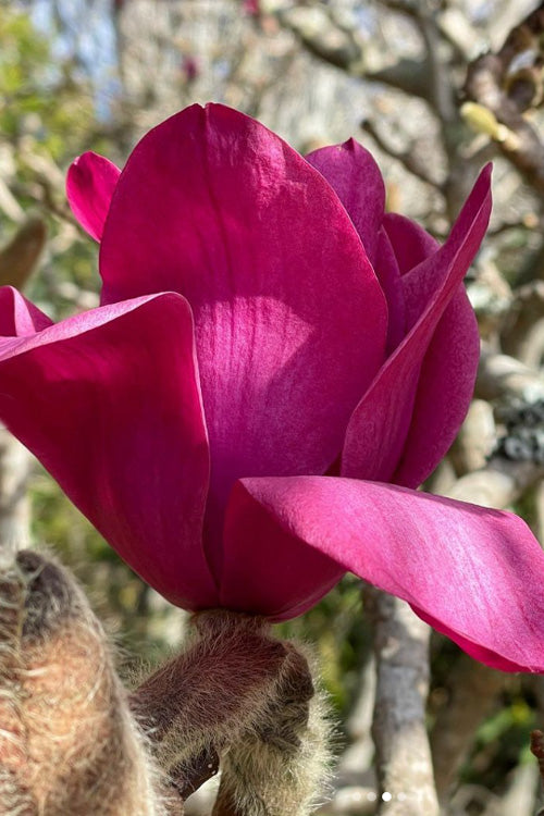 Vulcan Magnolia (Tulip Tree) - 7 Gallon Pot (6-7')