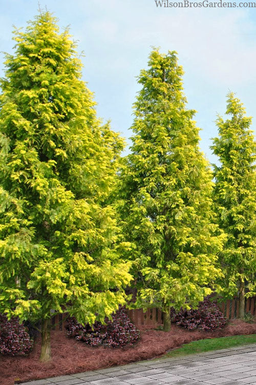 Gold Rush Golden Dawn Redwood Tree - 7 Gallon Pot